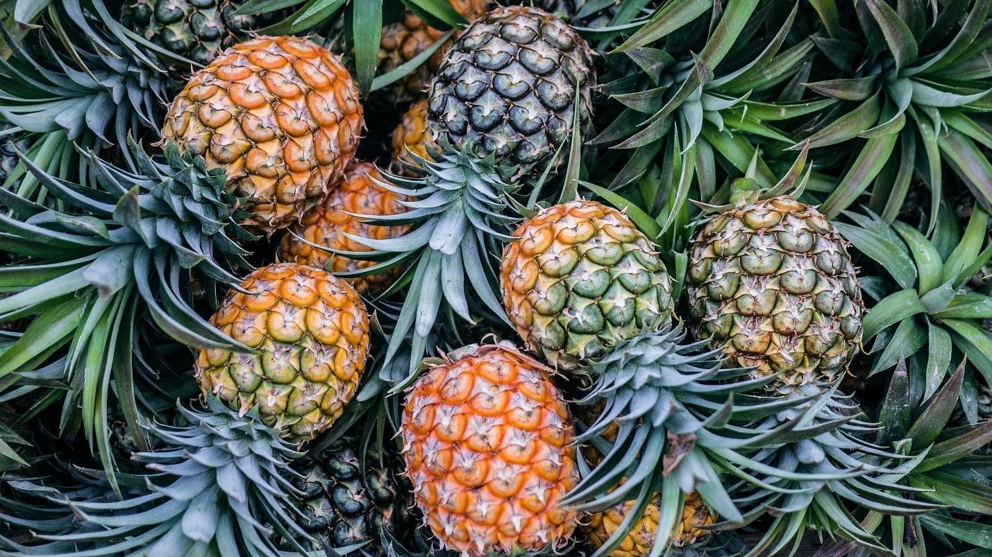 Fresh Pineapple Fruit